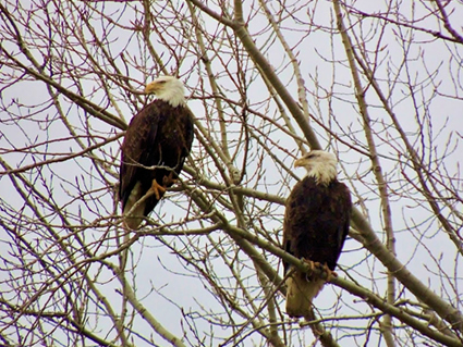 Eagles at Loch Erin